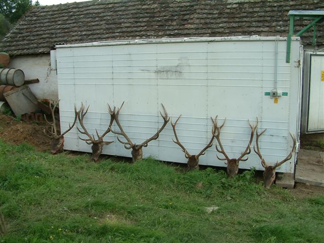 http://www.jagen-in-ungarn.at/media/galerie/DSCF0041.JPG