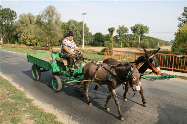 http://www.jagen-in-ungarn.at/media/galerie/Hirschbrunft(17).jpg