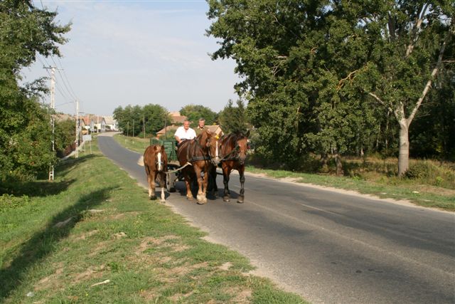 http://www.jagen-in-ungarn.at/media/galerie/Hirschbrunft20.jpg